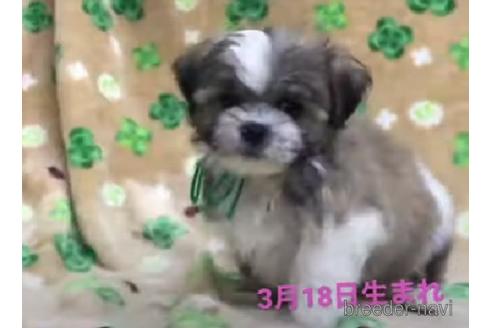 成約済の茨城県のマルシーズー:マルチーズ×シーズー-178560